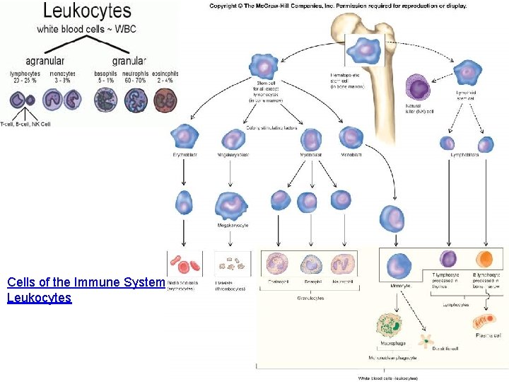 Cells of the Immune System Tutorial Leukocytes 