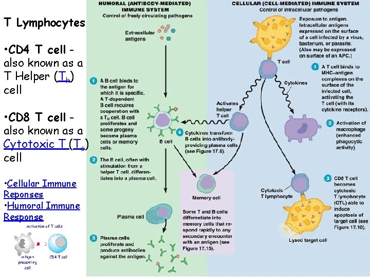 T Lymphocytes • CD 4 T cell also known as a T Helper (Th)