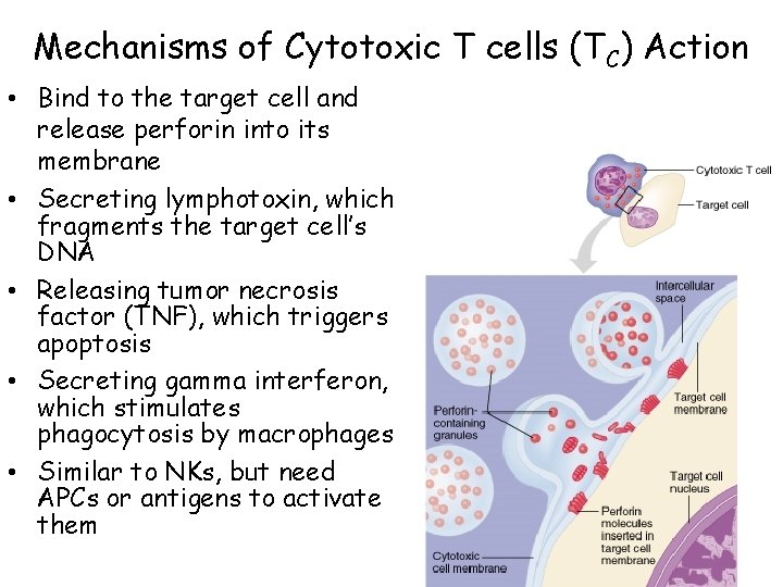Mechanisms of Cytotoxic T cells (TC) Action • Bind to the target cell and