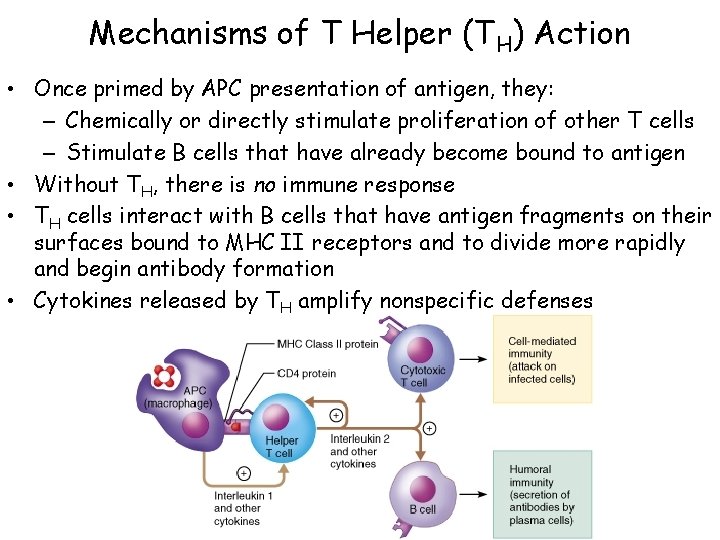 Mechanisms of T Helper (TH) Action • Once primed by APC presentation of antigen,
