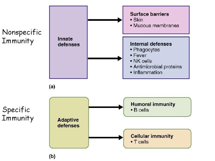 Nonspecific Immunity Specific Immunity Defense system 