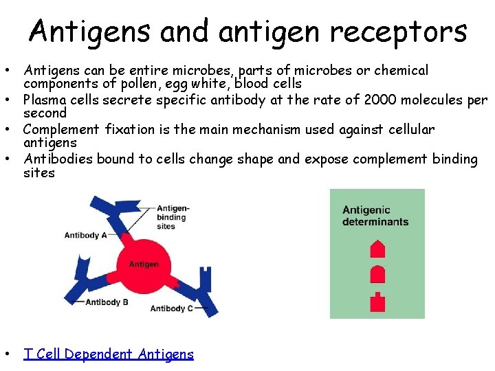 Antigens and antigen receptors • Antigens can be entire microbes, parts of microbes or