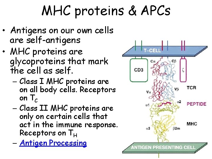 MHC proteins & APCs • Antigens on our own cells are self-antigens • MHC