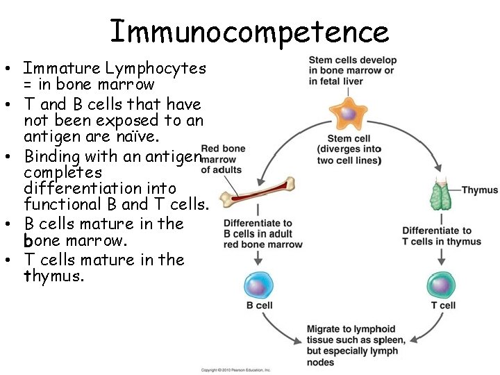 Immunocompetence • Immature Lymphocytes = in bone marrow • T and B cells that