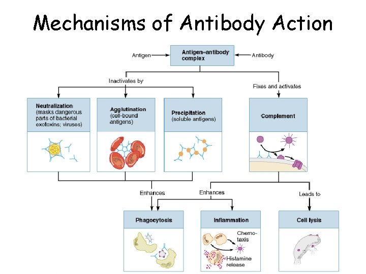 Mechanisms of Antibody Action 