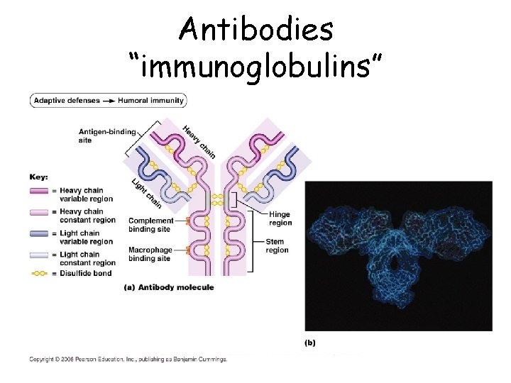 Antibodies “immunoglobulins” 