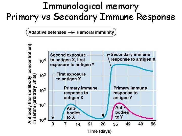 Immunological memory Primary vs Secondary Immune Response 