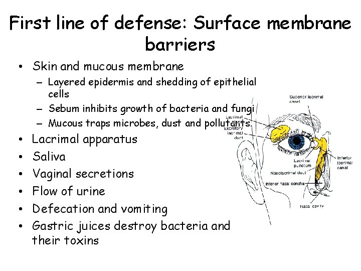 First line of defense: Surface membrane barriers • Skin and mucous membrane – Layered