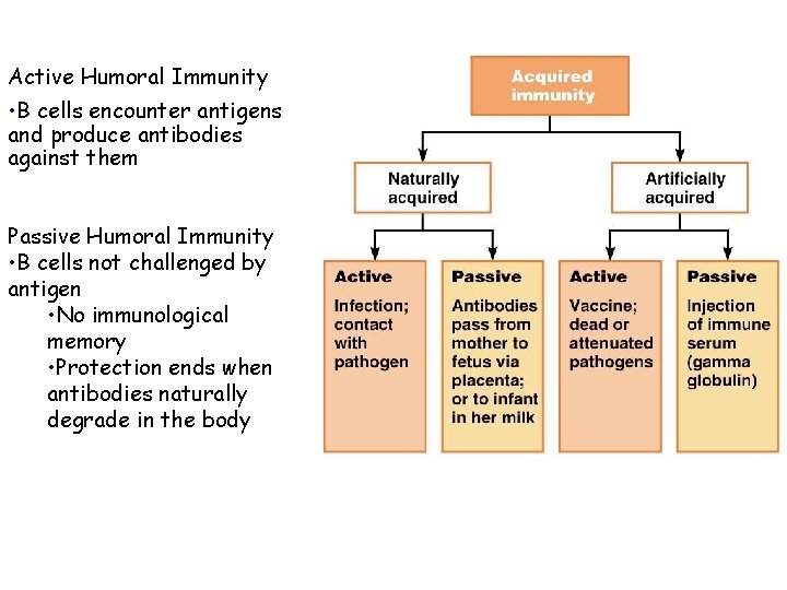 Active Humoral Immunity • B cells encounter antigens and produce antibodies against them Passive