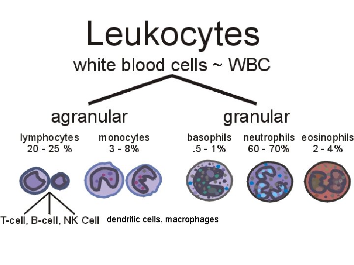 dendritic cells, macrophages 
