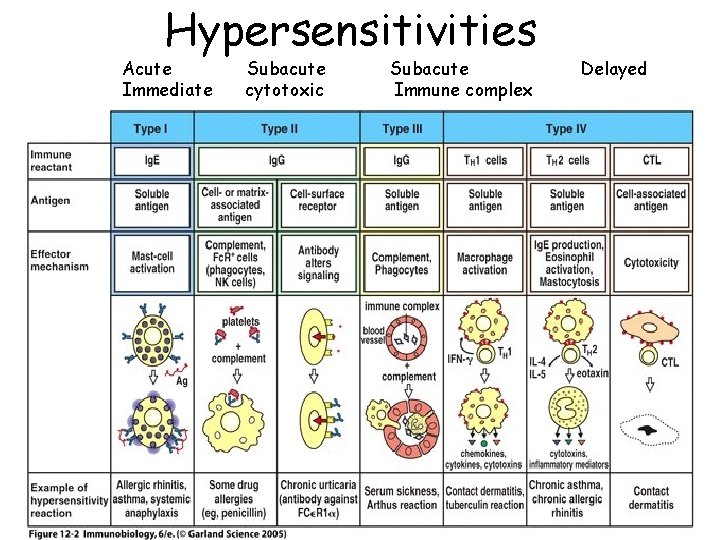 Hypersensitivities Acute Immediate Subacute cytotoxic Subacute Immune complex Delayed 