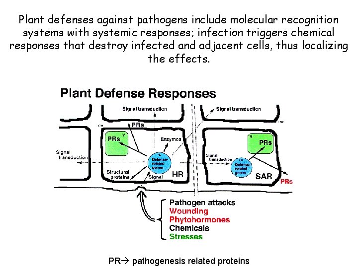 Plant defenses against pathogens include molecular recognition systems with systemic responses; infection triggers chemical