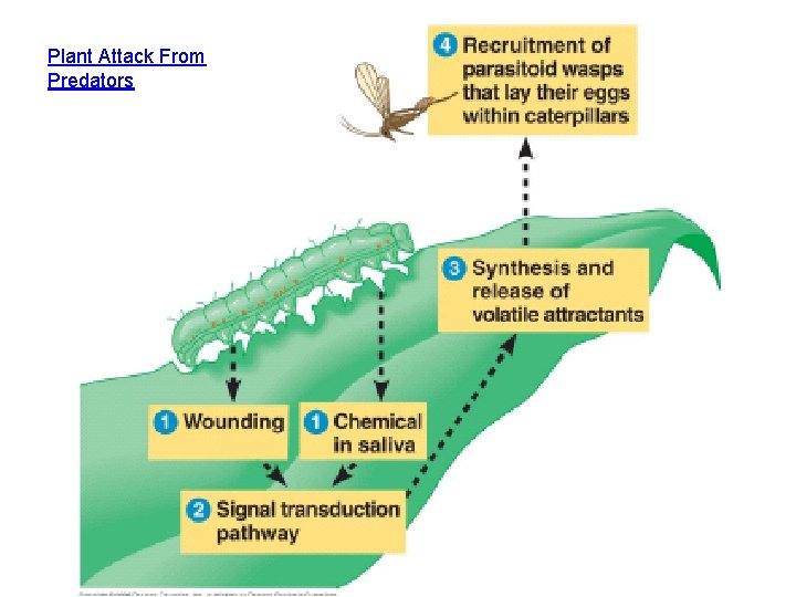 Plant Attack From Predators 