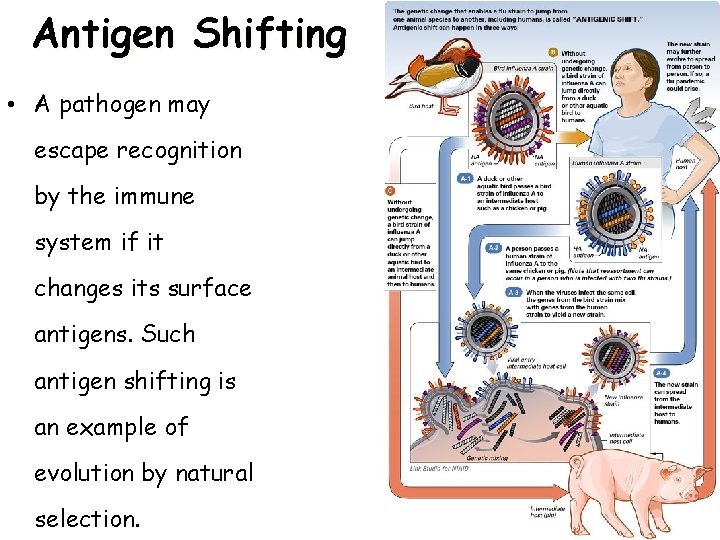 Antigen Shifting • A pathogen may escape recognition by the immune system if it