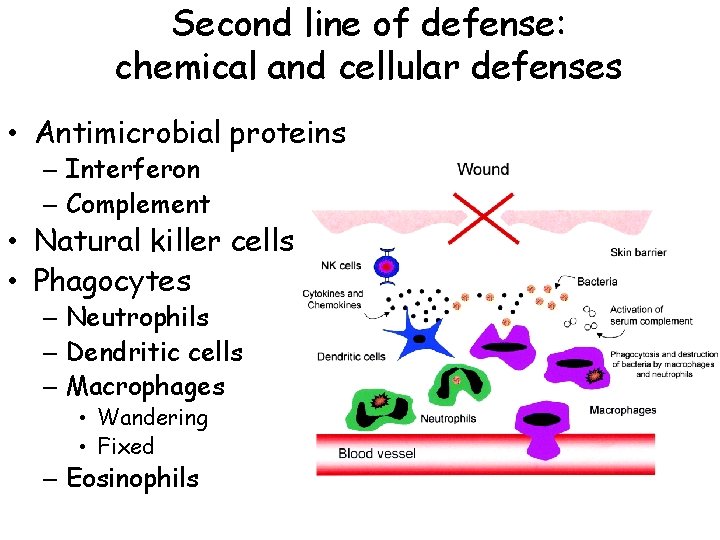 Second line of defense: chemical and cellular defenses • Antimicrobial proteins – Interferon –