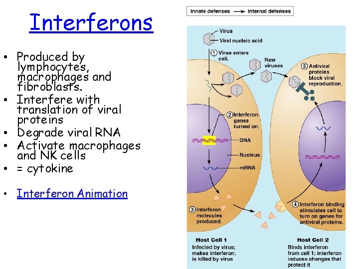 Interferons • Produced by lymphocytes, macrophages and fibroblasts. • Interfere with translation of viral