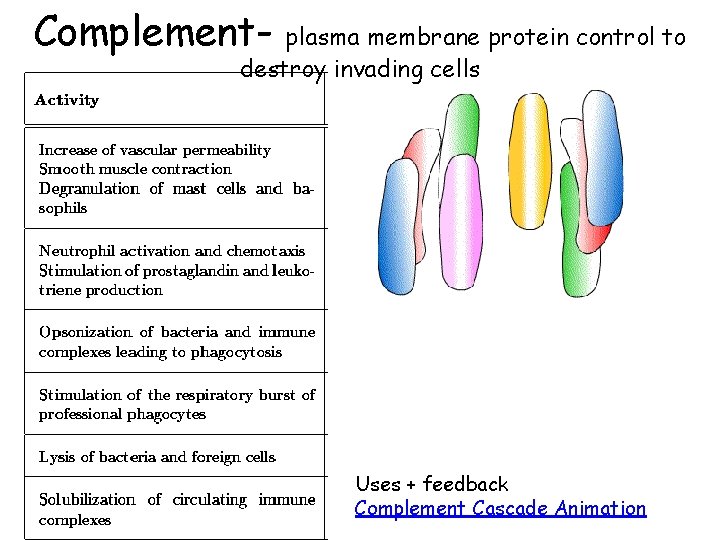 Complement- plasma membrane protein control to destroy invading cells Uses + feedback Complement Cascade