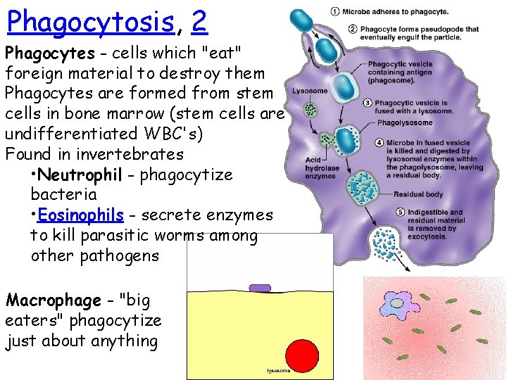 Phagocytosis, 2 Phagocytes - cells which "eat" foreign material to destroy them Phagocytes are