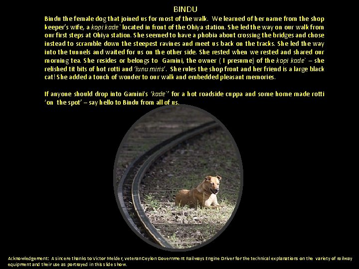 BINDU Bindu the female dog that joined us for most of the walk. We