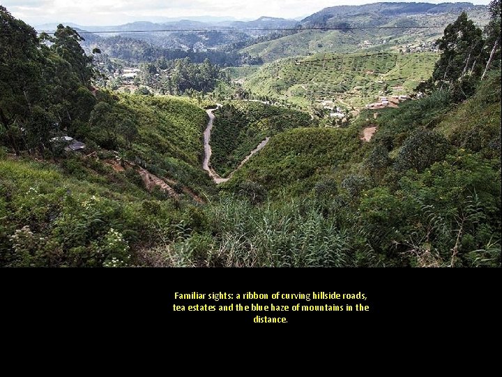 Familiar sights: a ribbon of curving hillside roads, tea estates and the blue haze
