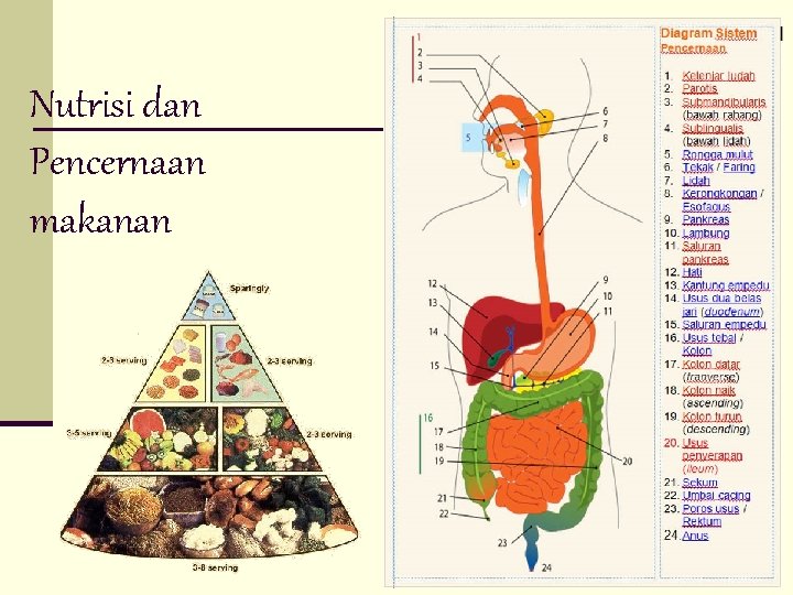 Nutrisi dan Pencernaan makanan 