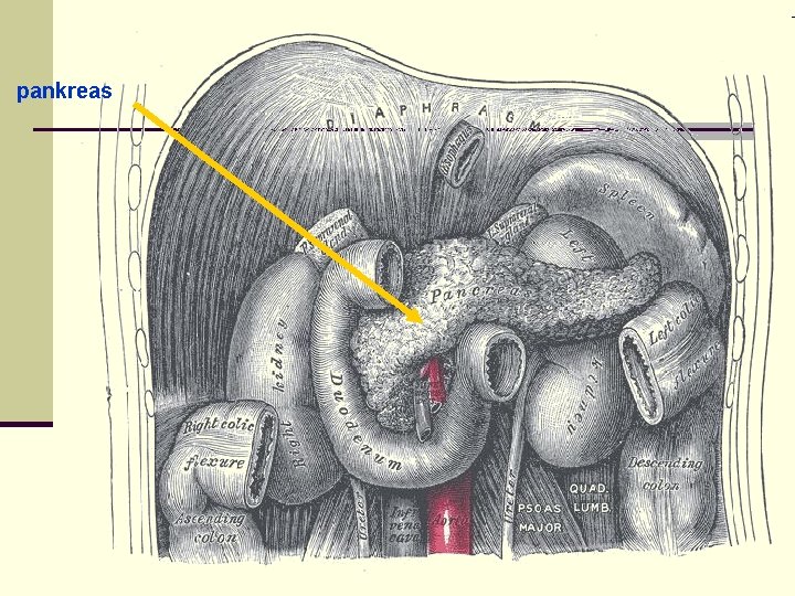 pankreas 