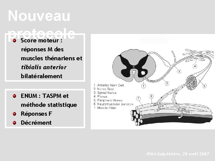 Nouveau protocole Score moteur : réponses M des muscles thénariens et tibialis anterior bilatéralement