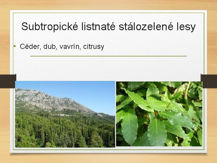 Subtropické listnaté stálozelené lesy • Céder, dub, vavrín, citrusy 