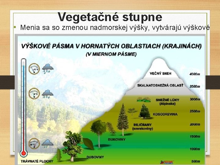 Vegetačné stupne • Menia sa so zmenou nadmorskej výšky, vytvárajú výškové stupne. 