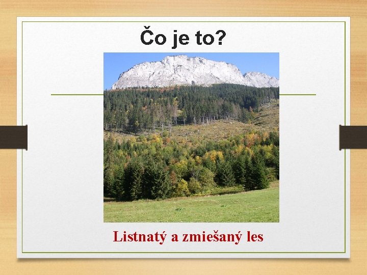 Čo je to? Listnatý a zmiešaný les 