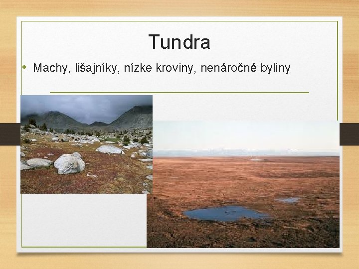 Tundra • Machy, lišajníky, nízke kroviny, nenáročné byliny 