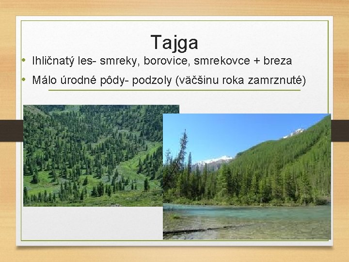 Tajga • Ihličnatý les- smreky, borovice, smrekovce + breza • Málo úrodné pôdy- podzoly