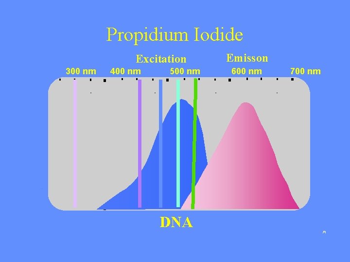 Propidium Iodide Emisson Excitation 300 nm 400 nm 500 nm 600 nm DNA 700