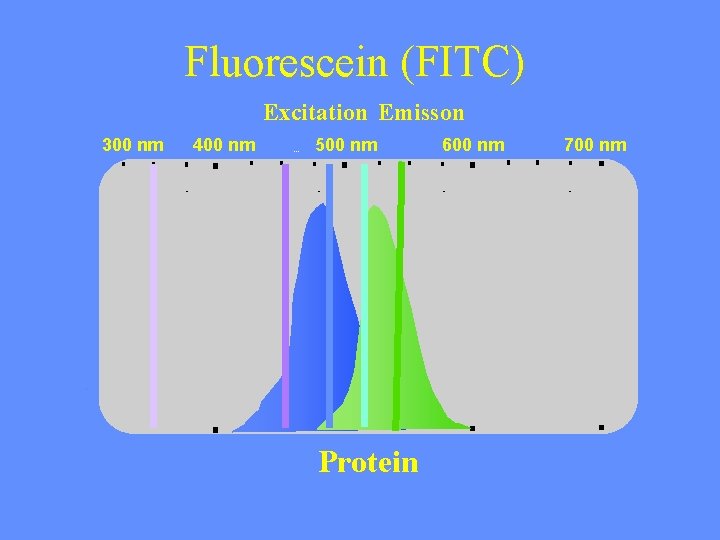 Fluorescein (FITC) Excitation Emisson 300 nm 400 nm Wavelength 500 nm Protein 600 nm