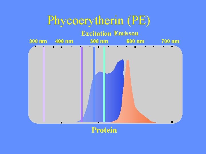 Phycoerytherin (PE) Excitation Emisson 300 nm 400 nm 500 nm Protein 600 nm 700