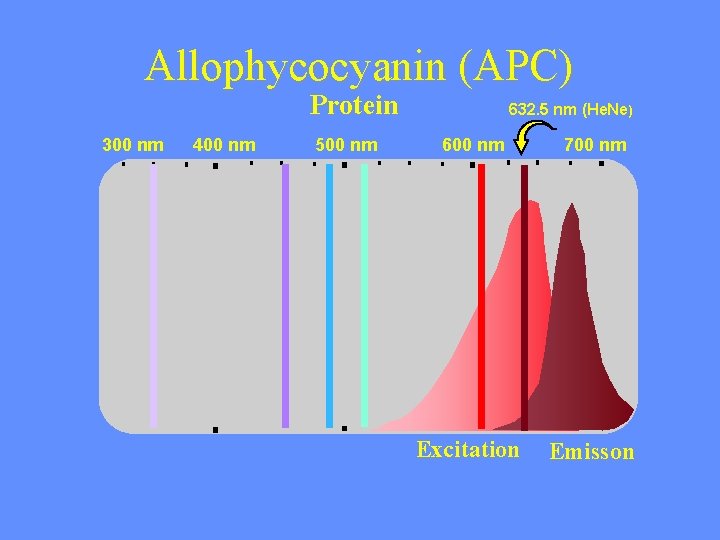 Allophycocyanin (APC) Protein 300 nm 400 nm 500 nm 632. 5 nm (He. Ne)