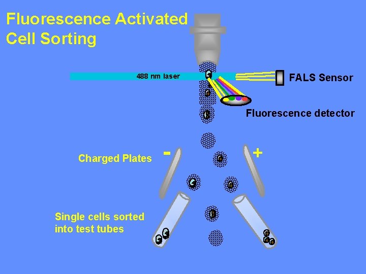Fluorescence Activated Cell Sorting FALS Sensor 488 nm laser Fluorescence detector Charged Plates Single