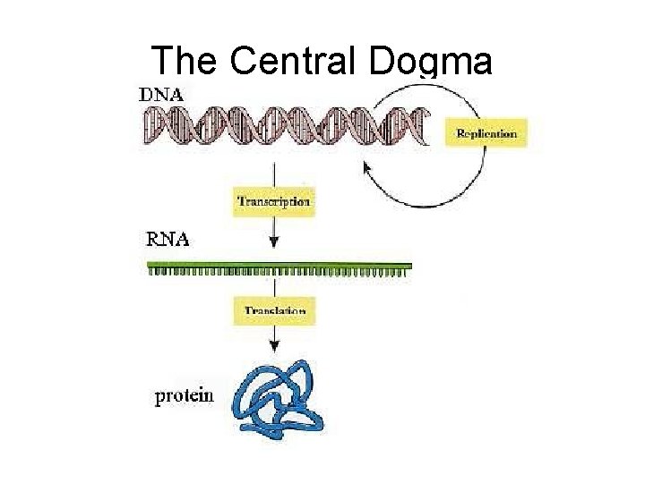 The Central Dogma 