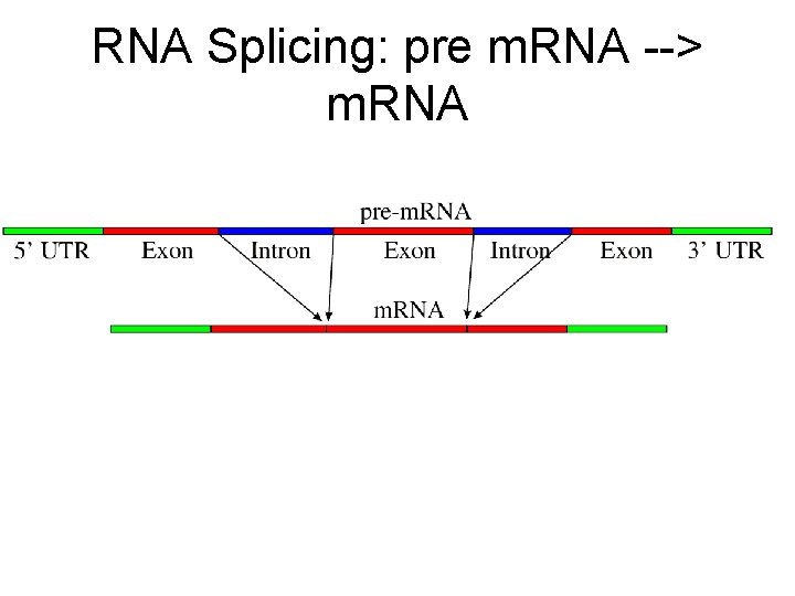 RNA Splicing: pre m. RNA --> m. RNA 