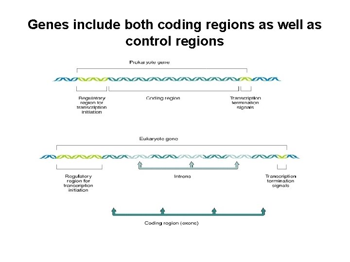 Genes include both coding regions as well as control regions 