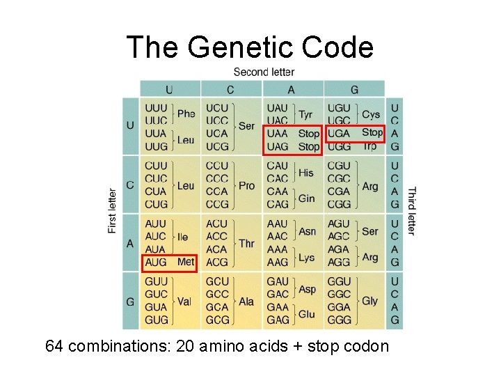 The Genetic Code 64 combinations: 20 amino acids + stop codon 