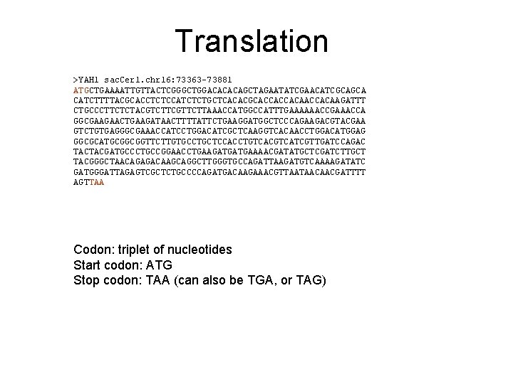 Translation >YAH 1 sac. Cer 1. chr 16: 73363 -73881 ATGCTGAAAATTGTTACTCGGGCTGGACACACAGCTAGAATATCGAACATCGCAGCA CATCTTTTACGCACCTCTCCATCTCTGCTCACACGCACCACCACAAGATTT CTGCCCTTCTCTACGTCTTCGTTCTTAAACCATGGCCATTTGAAAAAACCGAAACCA GGCGAAGAACTGAAGATAACTTTTATTCTGAAGGATGGCTCCCAGAAGACGTACGAA
