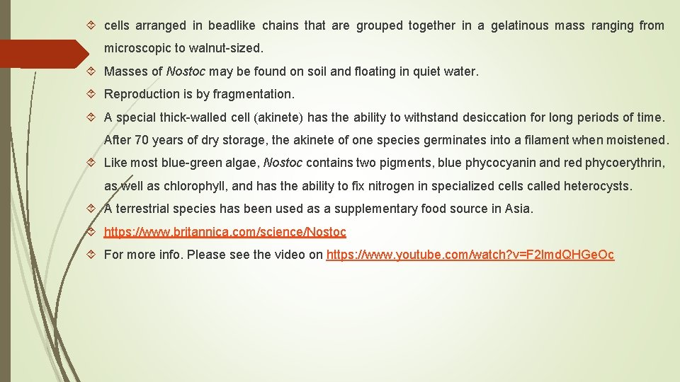  cells arranged in beadlike chains that are grouped together in a gelatinous mass