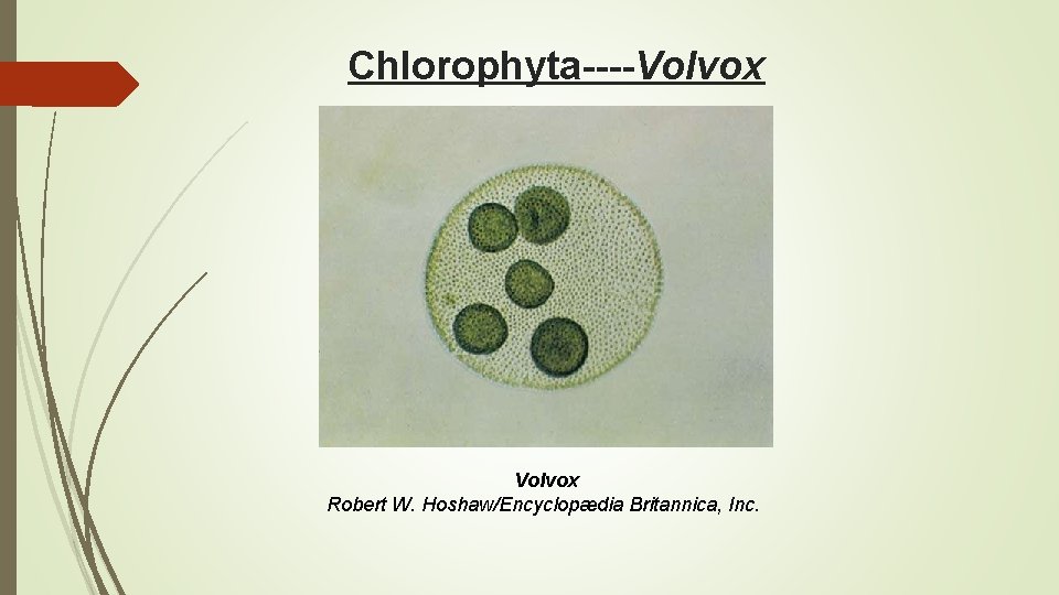 Chlorophyta----Volvox Robert W. Hoshaw/Encyclopædia Britannica, Inc. 