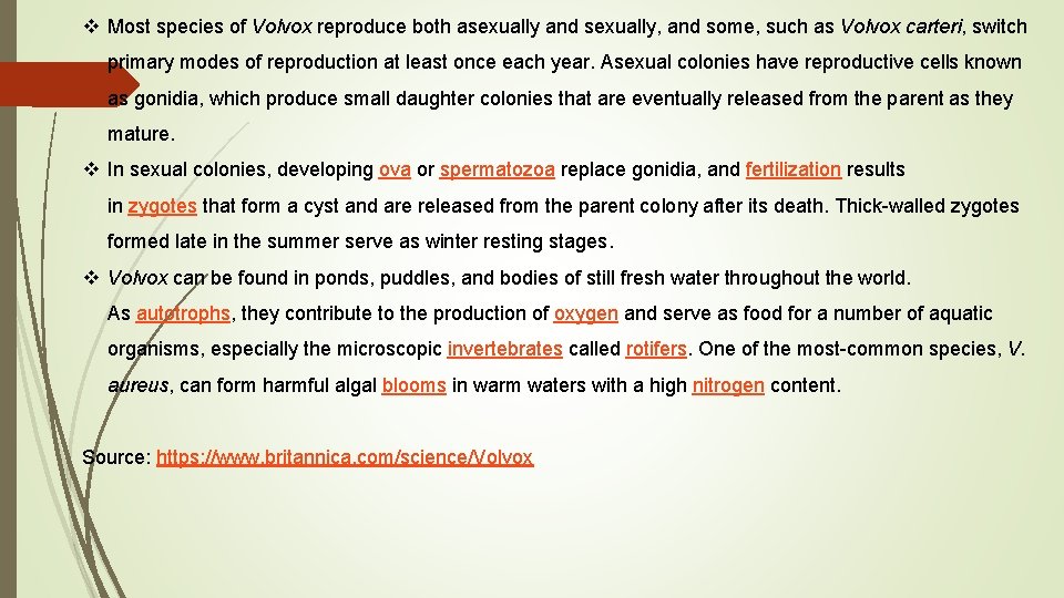 v Most species of Volvox reproduce both asexually and sexually, and some, such as