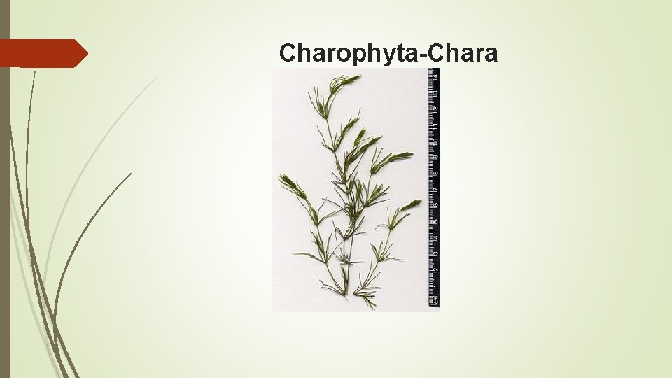 Charophyta-Chara 