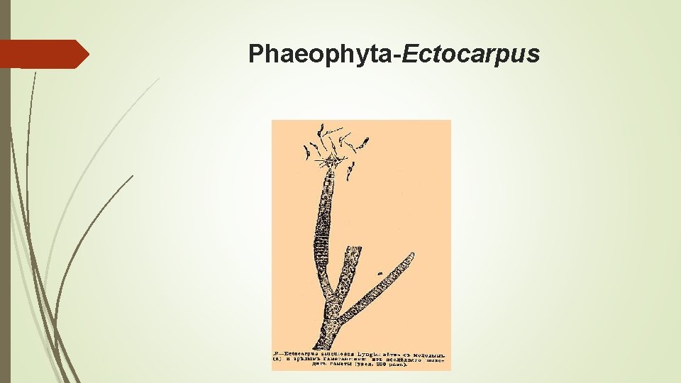 Phaeophyta-Ectocarpus 