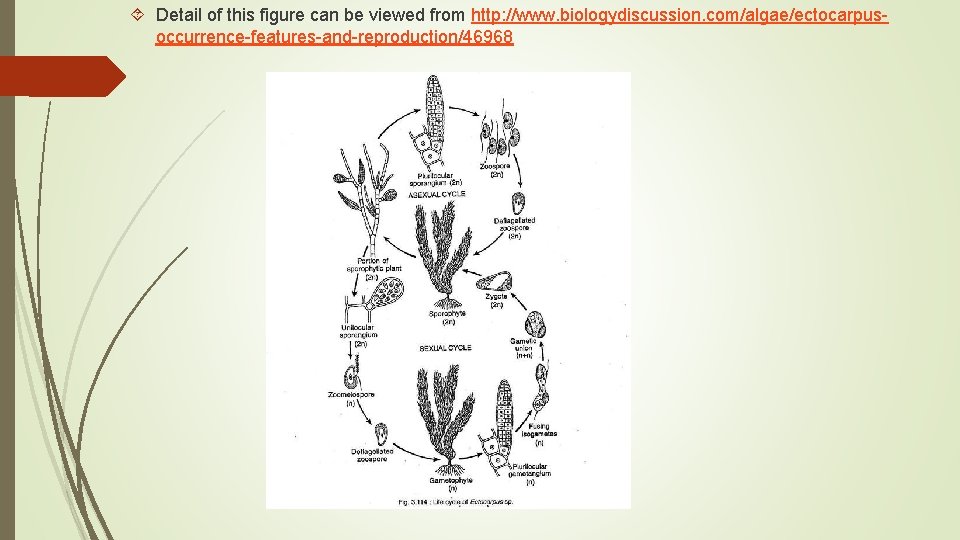  Detail of this figure can be viewed from http: //www. biologydiscussion. com/algae/ectocarpus occurrence