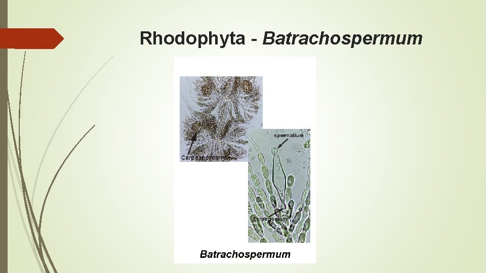 Rhodophyta - Batrachospermum 