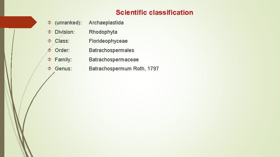 Scientific classification (unranked): Archaeplastida Division: Rhodophyta Class: Florideophyceae Order: Batrachospermales Family: Batrachospermaceae Genus: Batrachospermum